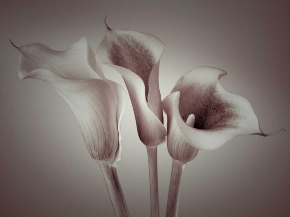 Close-up of three white Calla Lilies, Studio Shot art print by Assaf Frank for $57.95 CAD