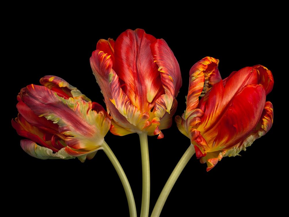 Rococo tulips art print by Assaf Frank for $57.95 CAD