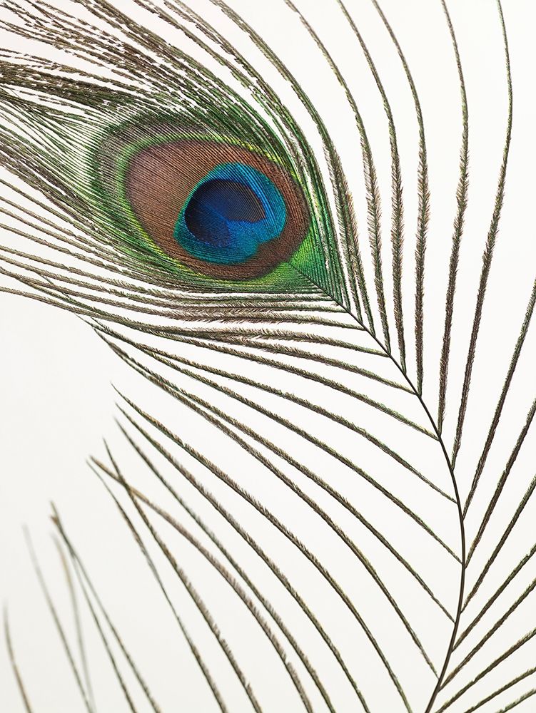 Peacock feather art print by Assaf Frank for $57.95 CAD