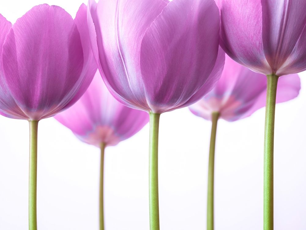 Purple Tulips art print by Assaf Frank for $57.95 CAD