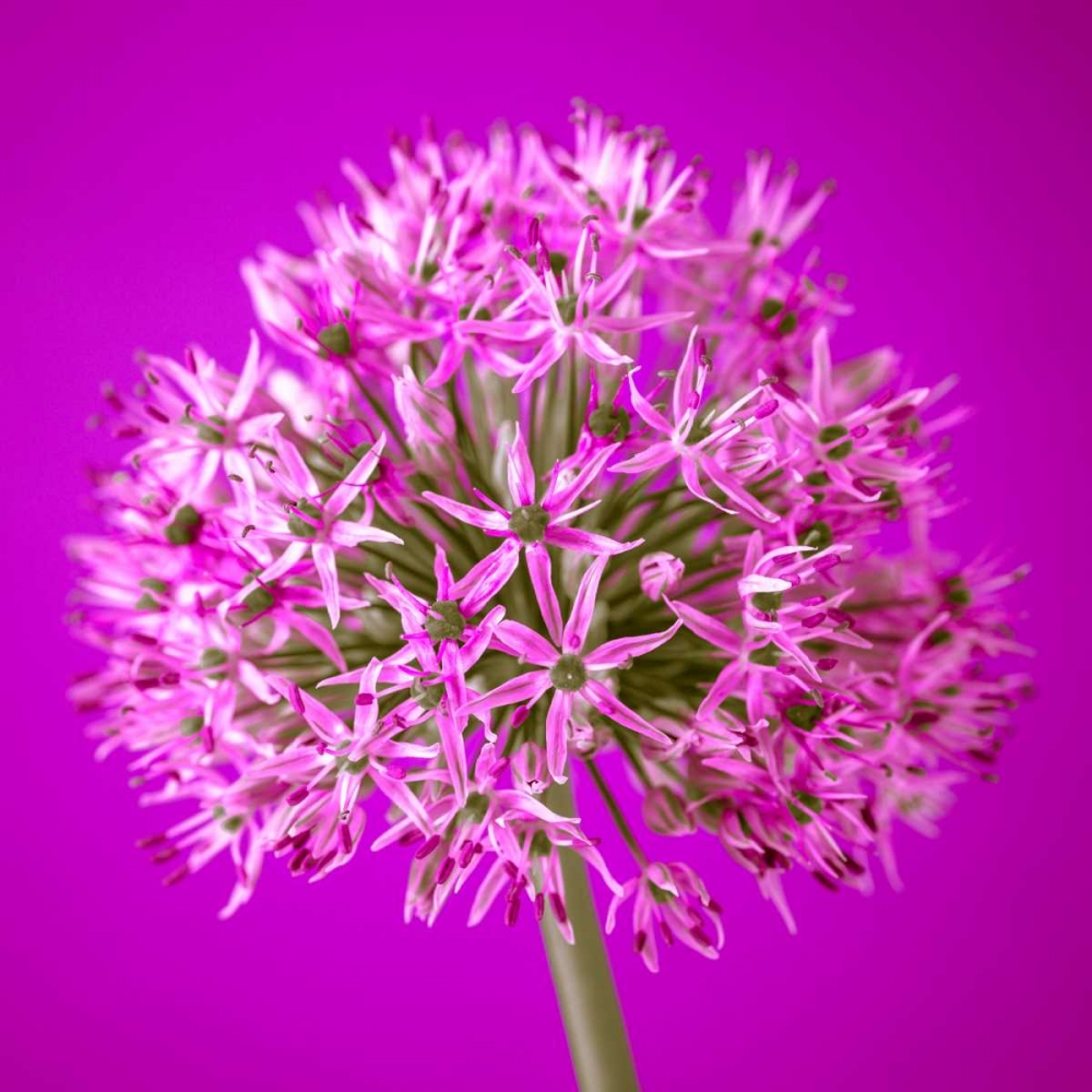AF20100605 Alliums 151C10 art print by Assaf Frank for $57.95 CAD