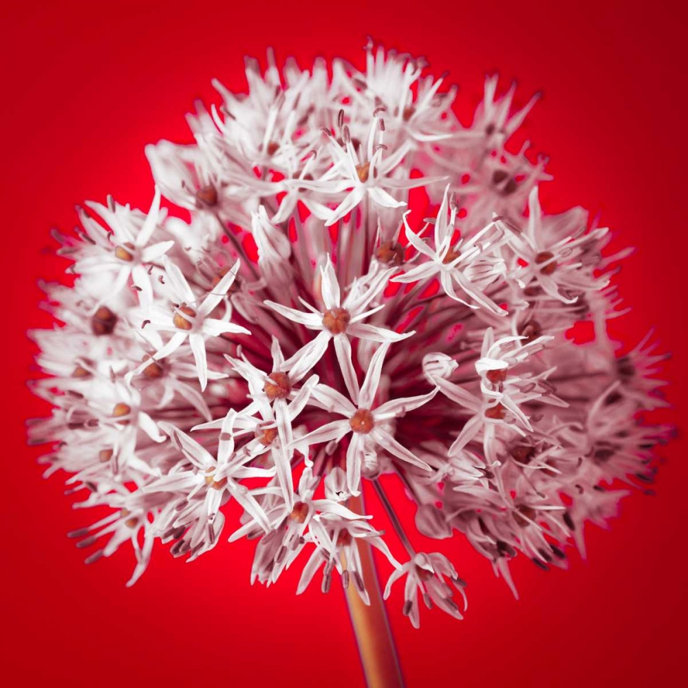AF20100605 Alliums 157 RedC03 art print by Assaf Frank for $57.95 CAD
