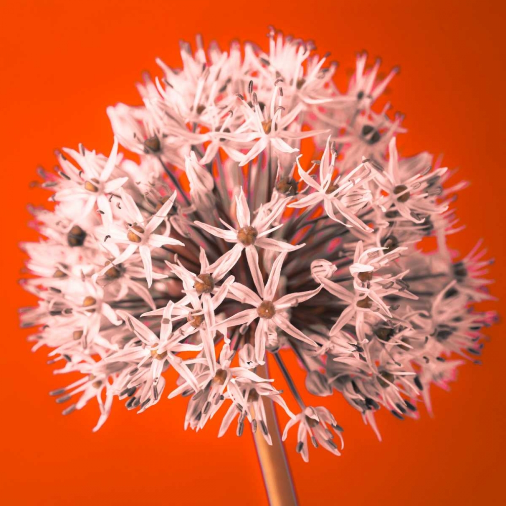 AF20100605 Alliums 157 RedC04 art print by Assaf Frank for $57.95 CAD