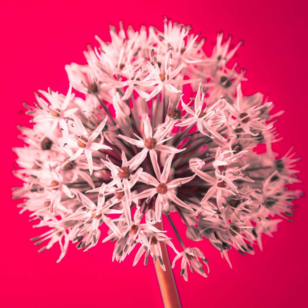 AF20100605 Alliums 157 RedC05 art print by Assaf Frank for $57.95 CAD