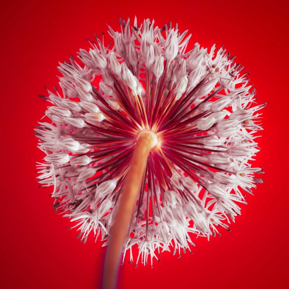 AF20100605 Alliums 167 RedC03 art print by Assaf Frank for $57.95 CAD