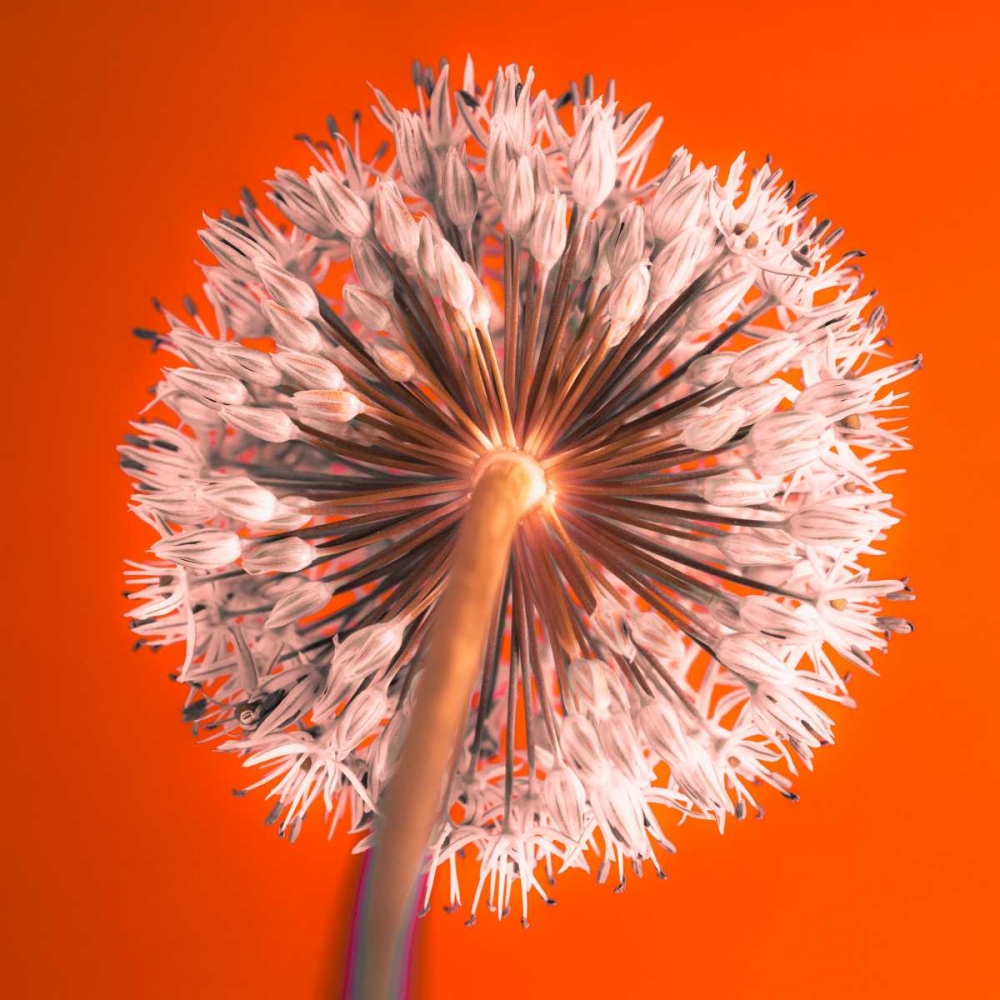 AF20100605 Alliums 167 RedC04 art print by Assaf Frank for $57.95 CAD