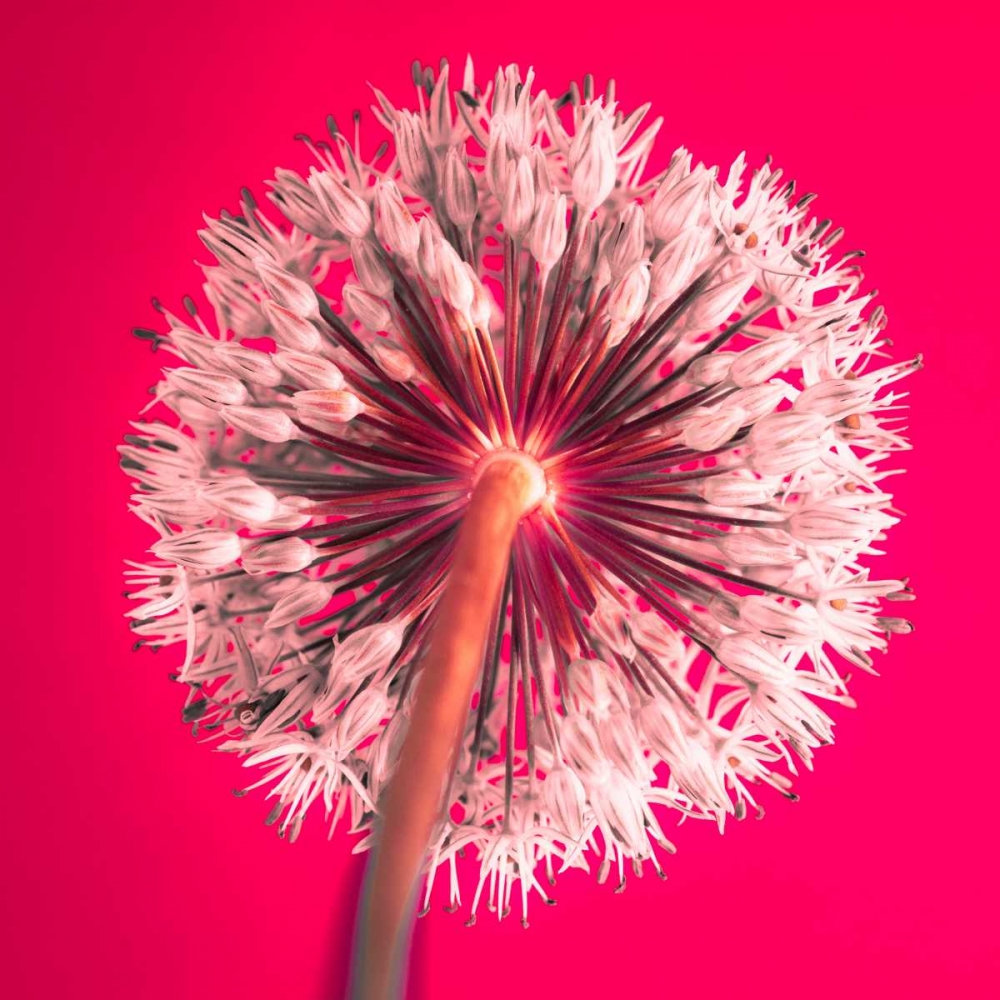 AF20100605 Alliums 167 RedC05 art print by Assaf Frank for $57.95 CAD