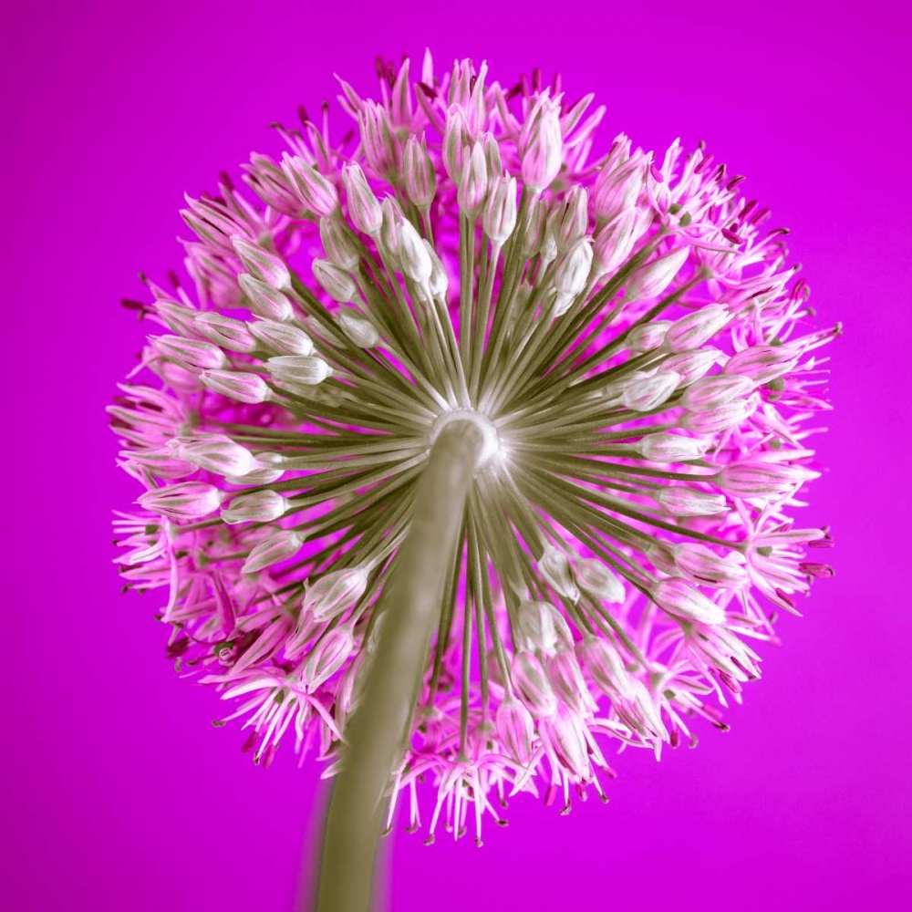 AF20100605 Alliums 167C15 art print by Assaf Frank for $57.95 CAD