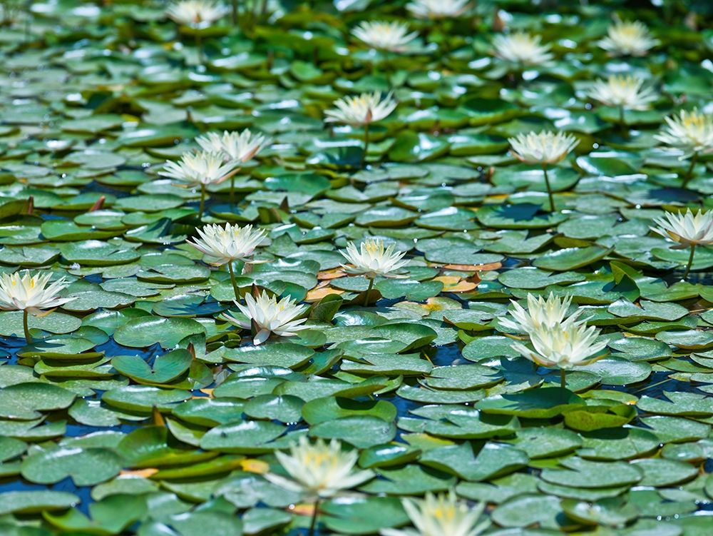 Water Lilies art print by Assaf Frank for $57.95 CAD
