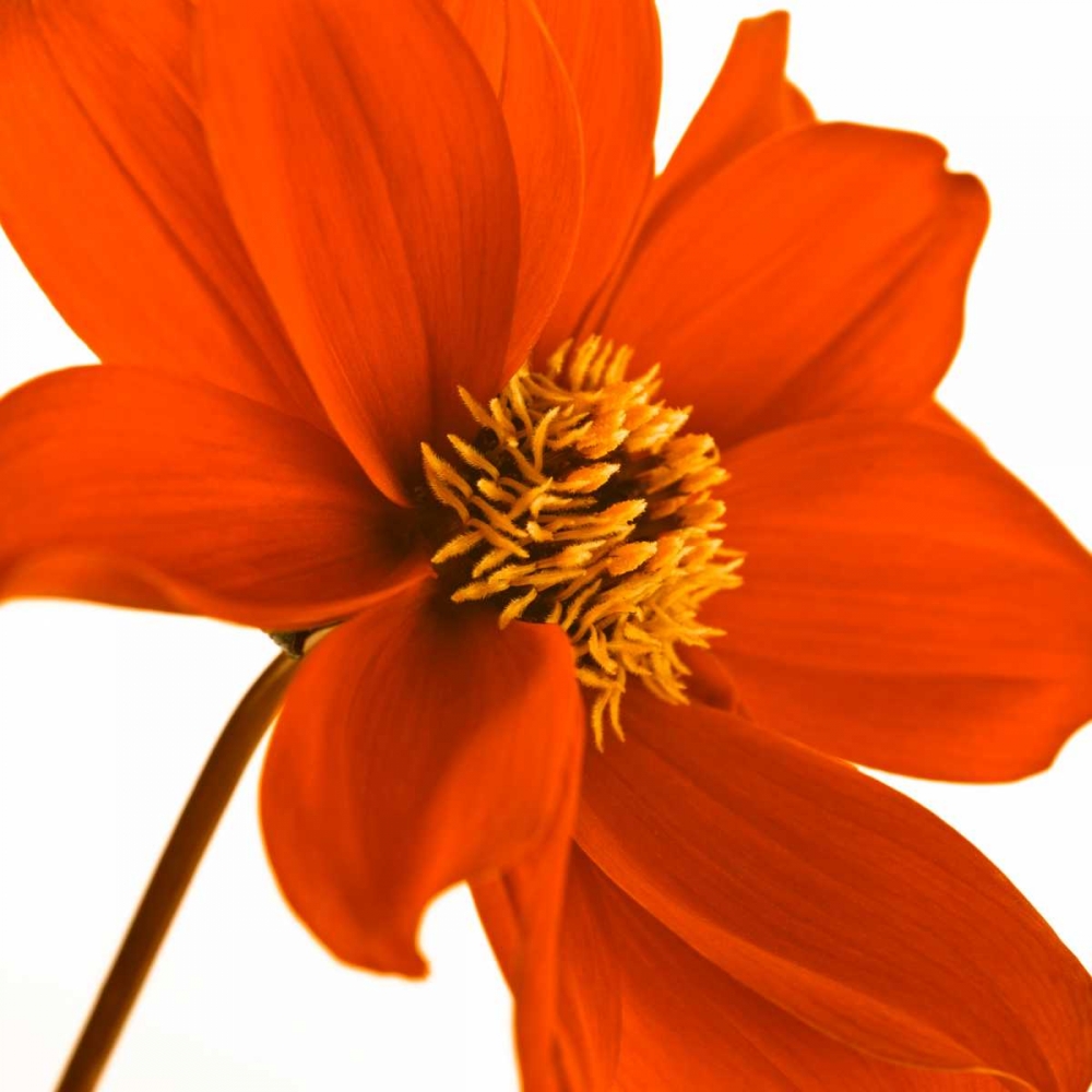 AF20110714 Dahlia 106C03 art print by Assaf Frank for $57.95 CAD