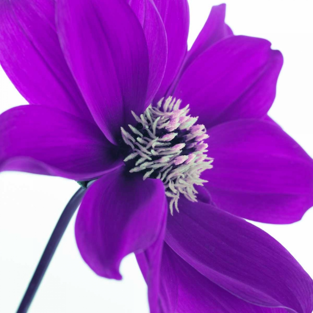 AF20110714 Dahlia 106C05 art print by Assaf Frank for $57.95 CAD