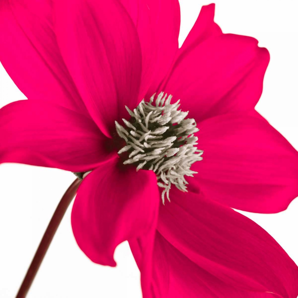 AF20110714 Dahlia 106C13 art print by Assaf Frank for $57.95 CAD