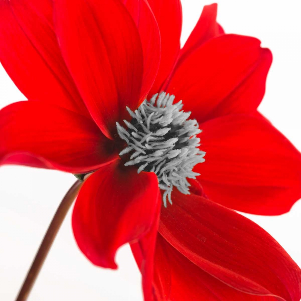 AF20110714 Dahlia 106C15 art print by Assaf Frank for $57.95 CAD