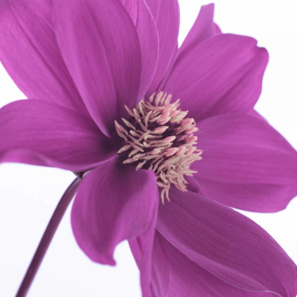 AF20110714 Dahlia 106C16 art print by Assaf Frank for $57.95 CAD