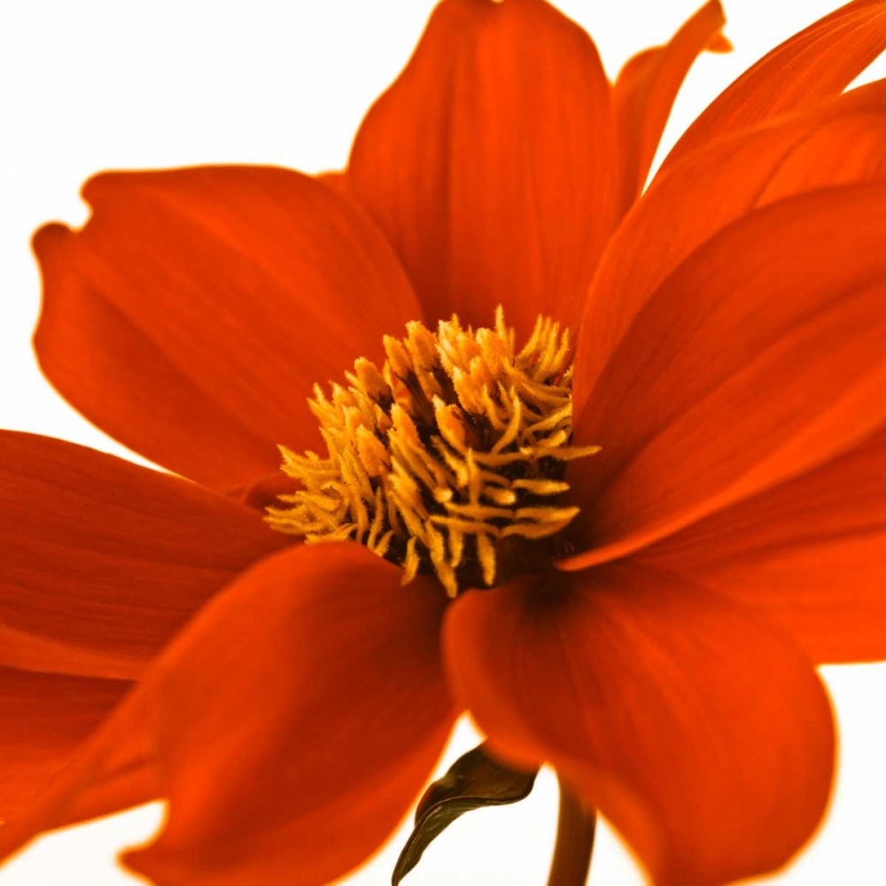AF20110714 Dahlia 107C02 art print by Assaf Frank for $57.95 CAD