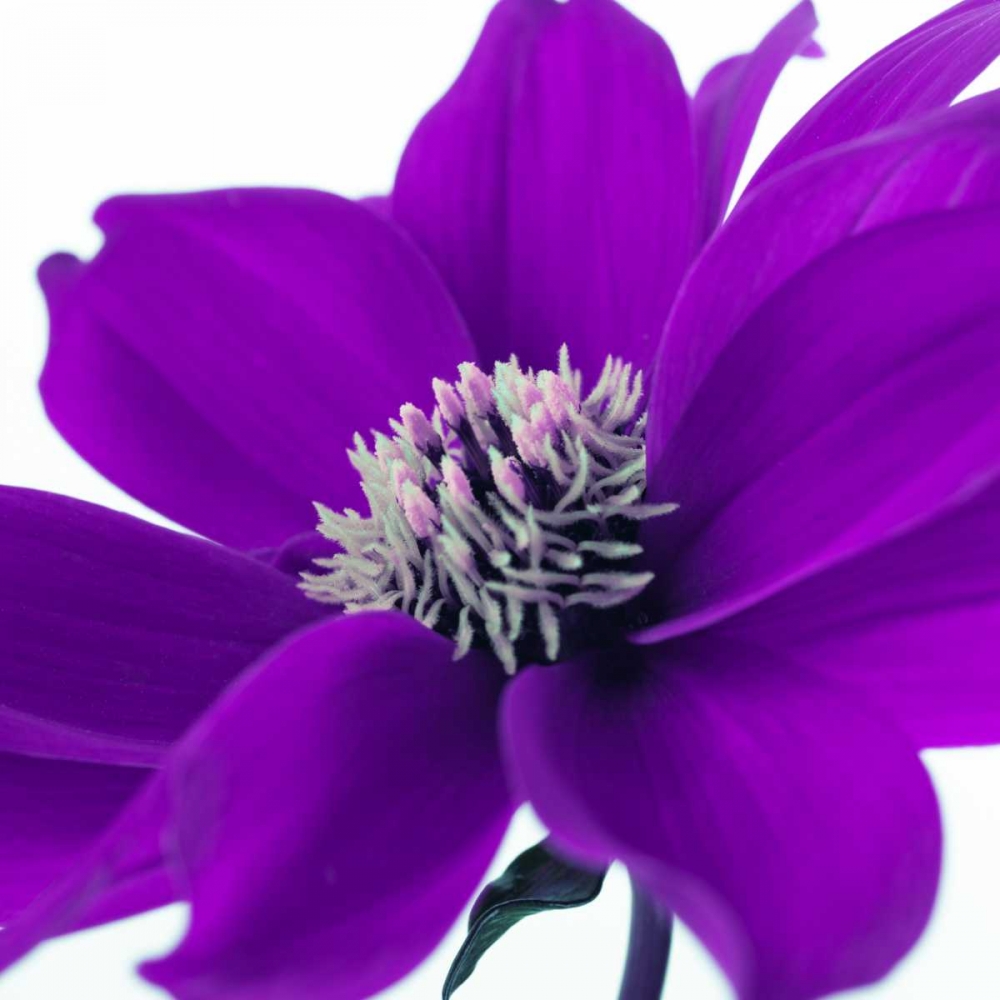 AF20110714 Dahlia 107C05 art print by Assaf Frank for $57.95 CAD