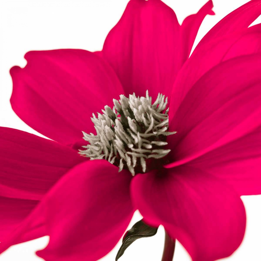AF20110714 Dahlia 107C08 art print by Assaf Frank for $57.95 CAD