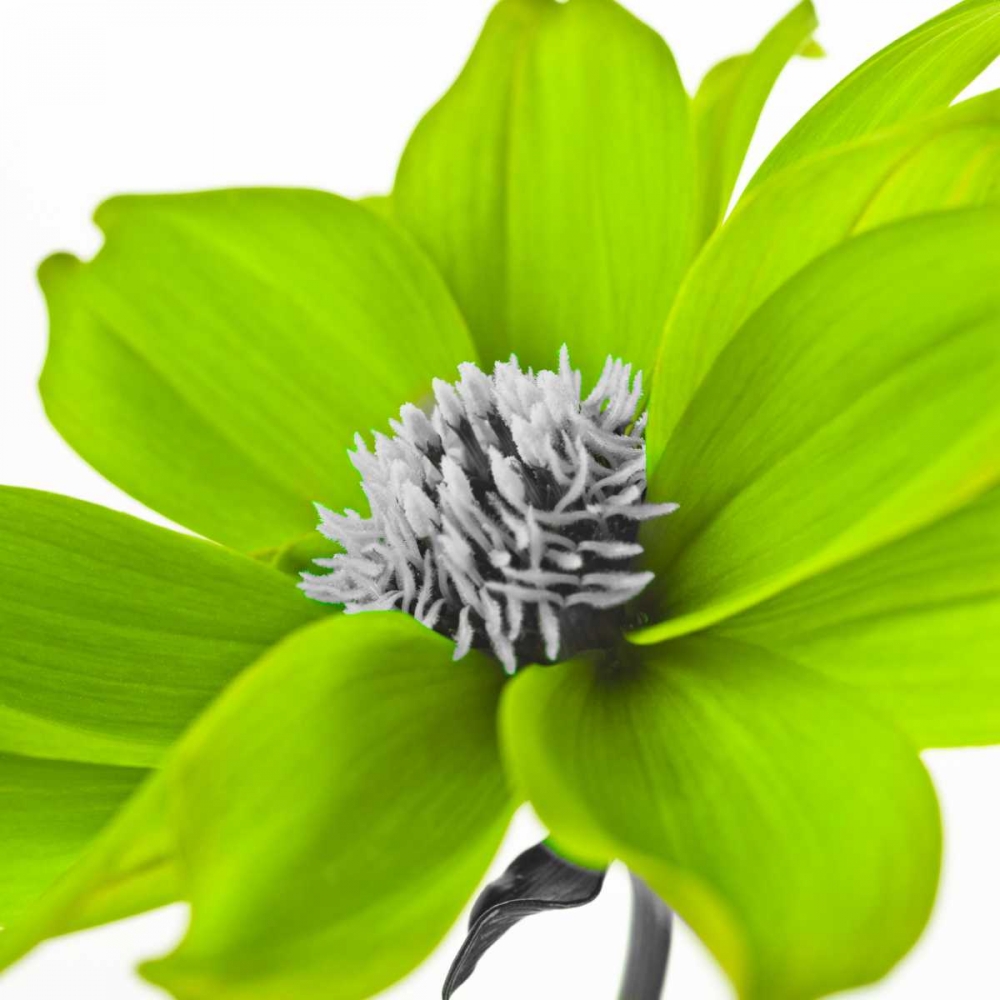 AF20110714 Dahlia 107C15 Green art print by Assaf Frank for $57.95 CAD