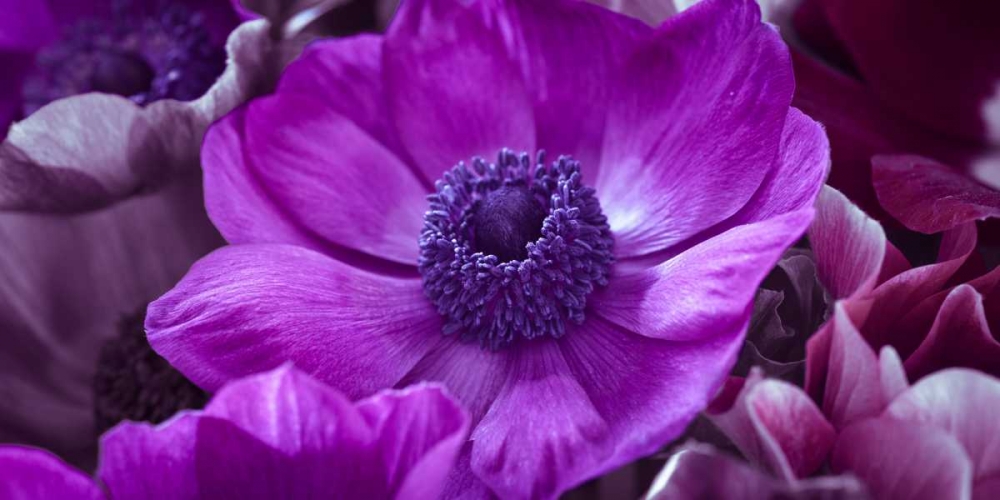 AF20111223 Anemone 008C16 art print by Assaf Frank for $57.95 CAD