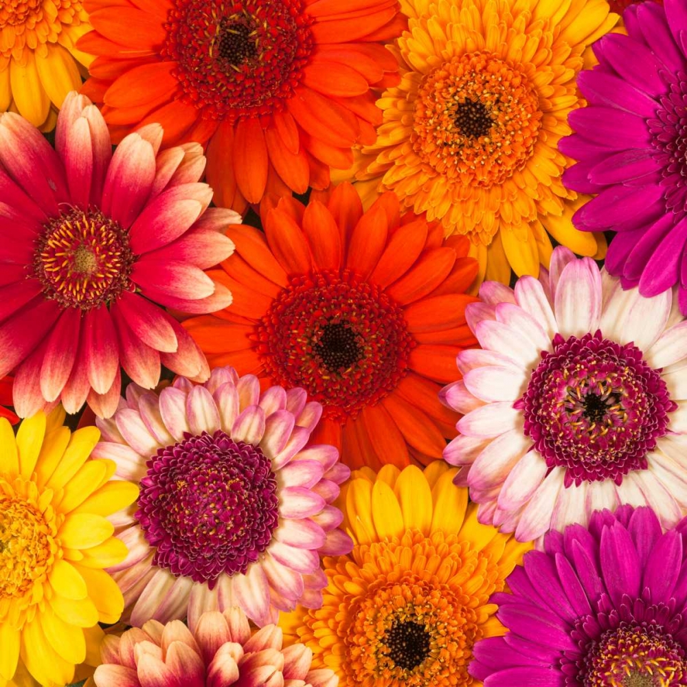 Multi-coloured Gerbera flowers art print by Assaf Frank for $57.95 CAD