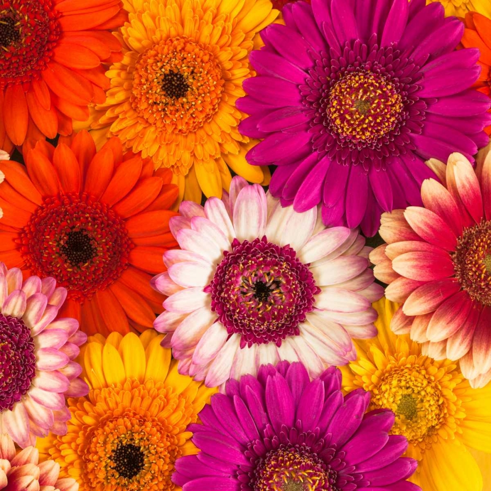 Multi-coloured Gerbera flowers art print by Assaf Frank for $57.95 CAD