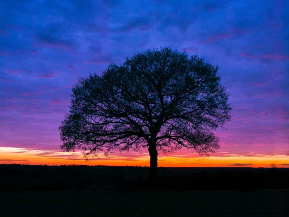 Silhouette of a tree against coloured skies art print by Assaf Frank for $57.95 CAD