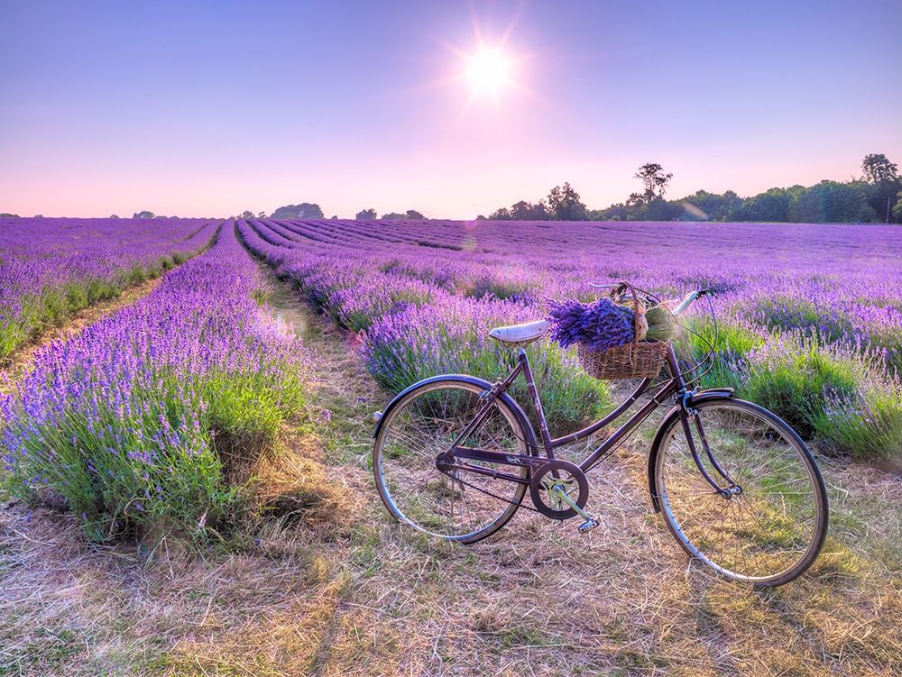 Bicycle with flowers in a Lavender field art print by Assaf Frank for $57.95 CAD
