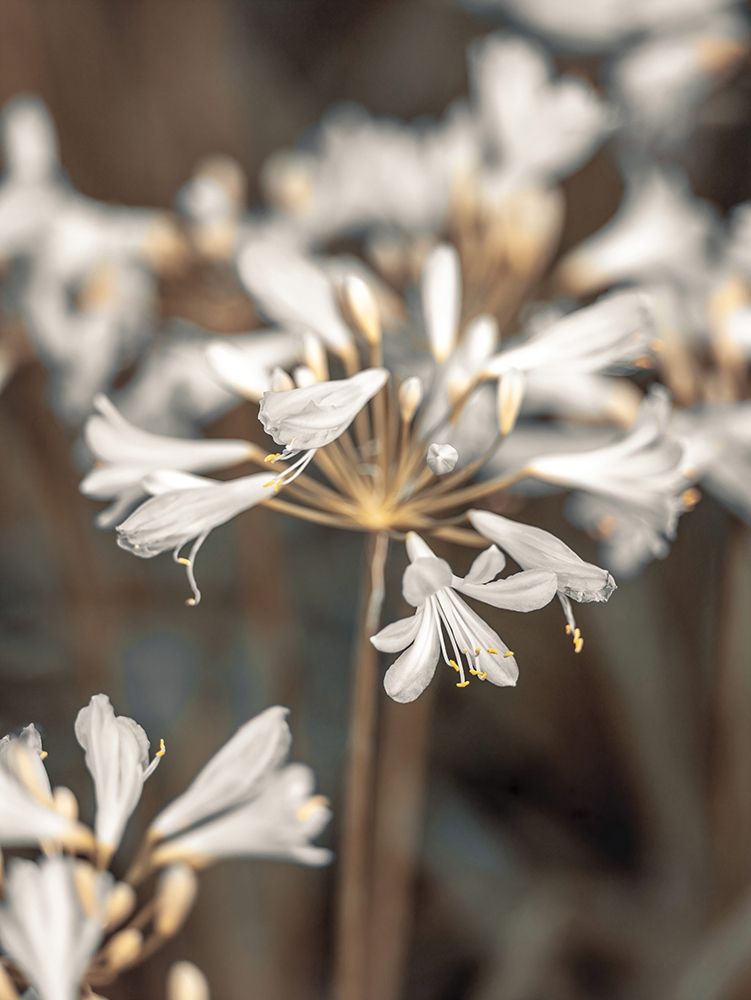 African Lilies art print by Assaf Frank for $57.95 CAD