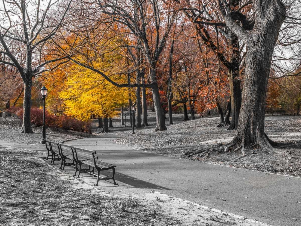 Pathway through Central Park, New York art print by Assaf Frank for $57.95 CAD