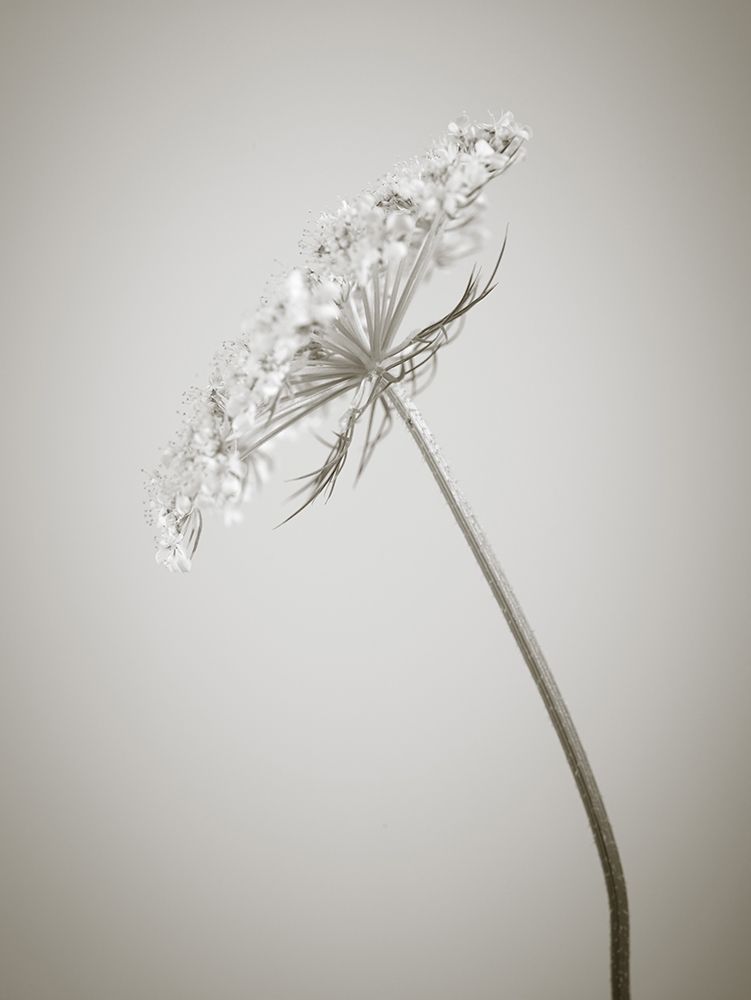 Cow parsley flower art print by Assaf Frank for $57.95 CAD