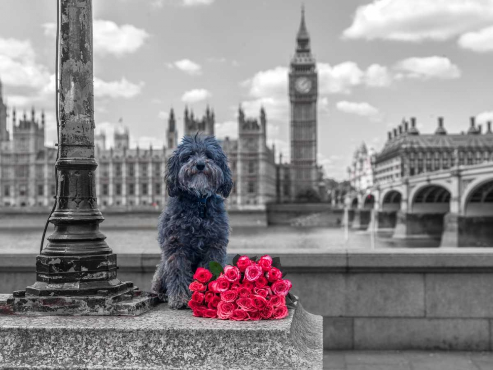 Dog by a lampost with bunch of Roses, London, UK art print by Assaf Frank for $57.95 CAD