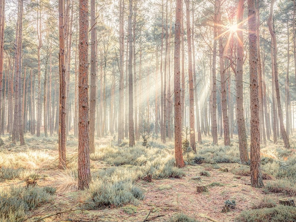 Misty forest with sunrays art print by Assaf Frank for $57.95 CAD