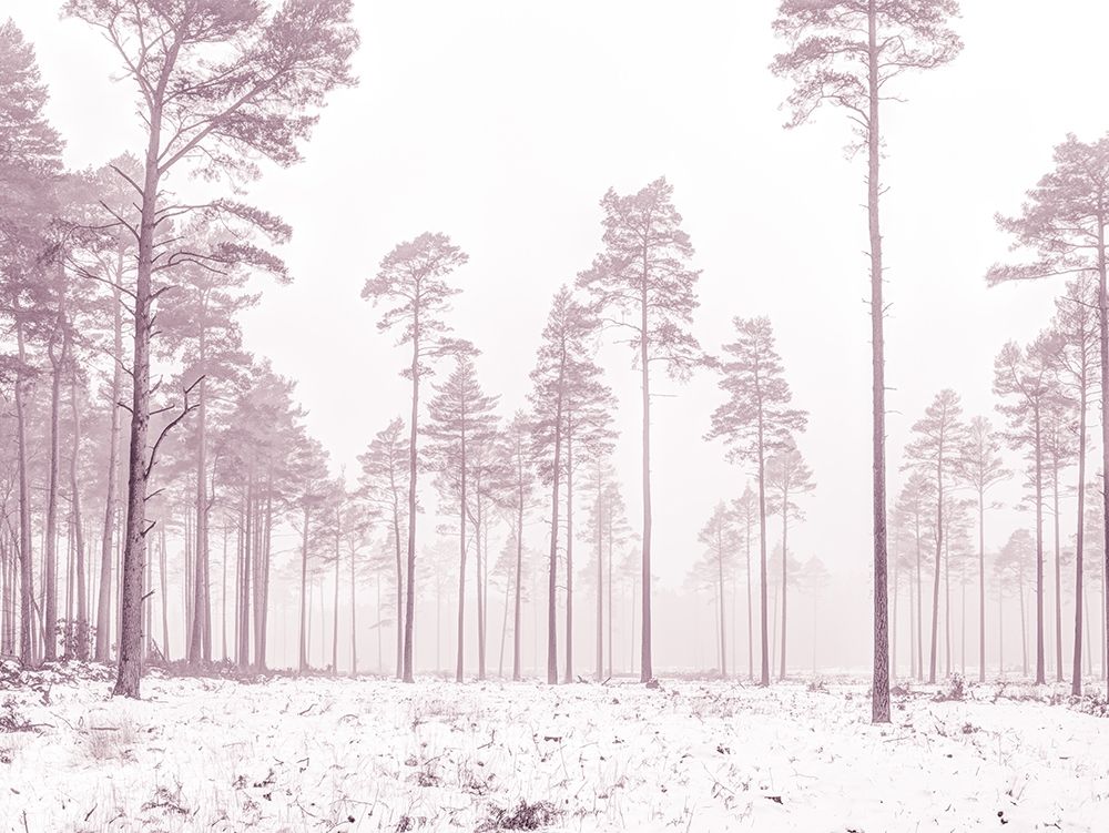 Snowy forest in winter art print by Assaf Frank for $57.95 CAD