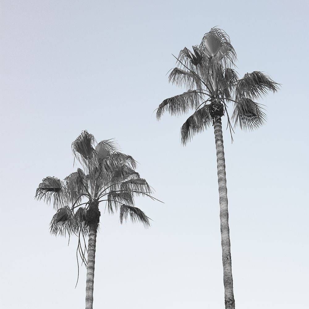 Palm trees art print by Assaf Frank for $57.95 CAD