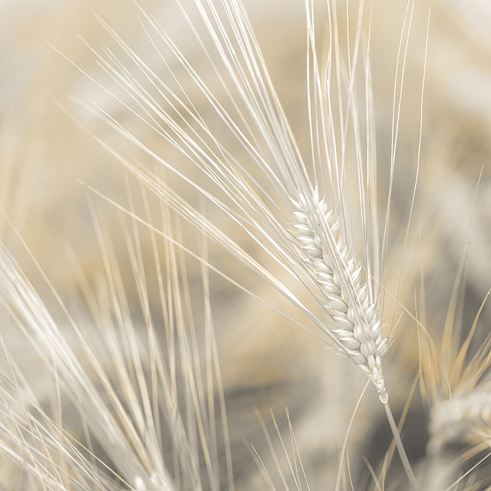Wheat close-up art print by Assaf Frank for $57.95 CAD