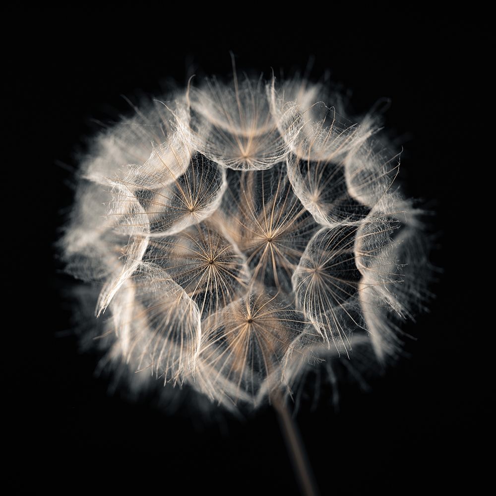 Dandelion Clock on black background art print by Assaf Frank for $57.95 CAD