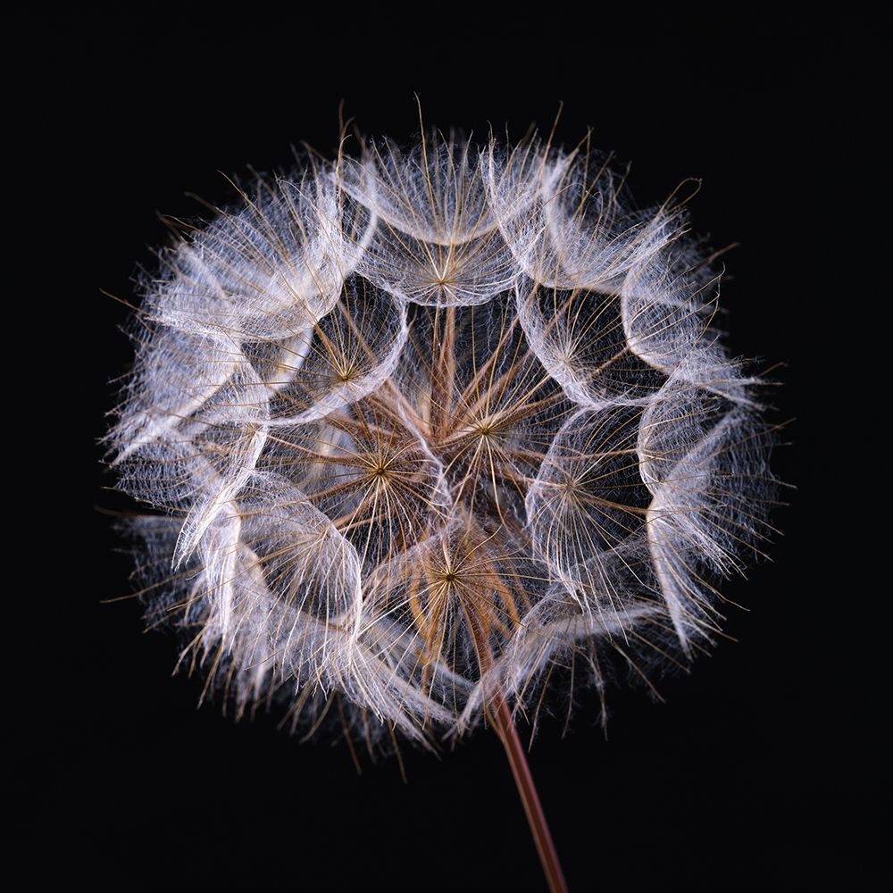 Dandelion Clock on black background art print by Assaf Frank for $57.95 CAD
