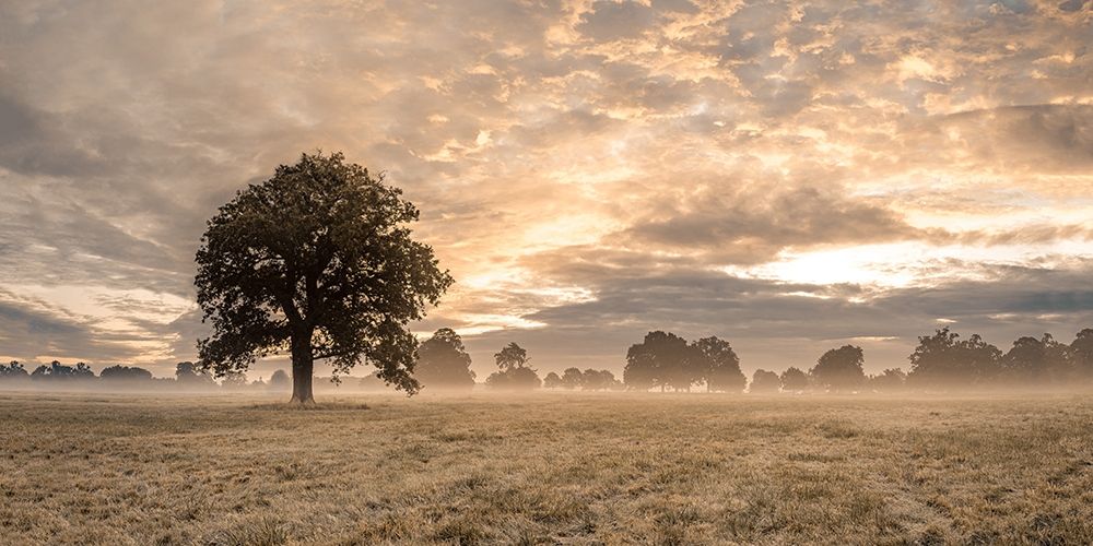 Tree in a filed at sunrise art print by Assaf Frank for $57.95 CAD