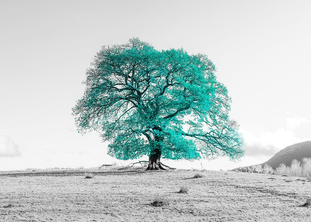 Tree on a hill art print by Assaf Frank for $57.95 CAD