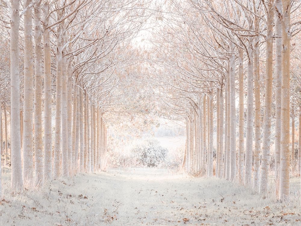 Winter forest art print by Assaf Frank for $57.95 CAD