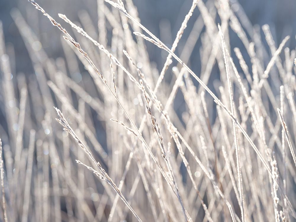 Frost on Grass art print by Assaf Frank for $57.95 CAD