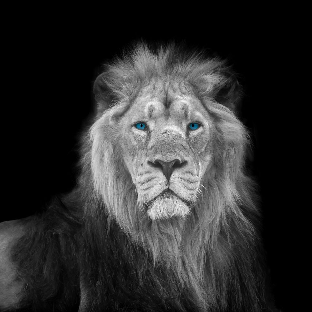 Blue eyes lion face art print by Assaf Frank for $57.95 CAD