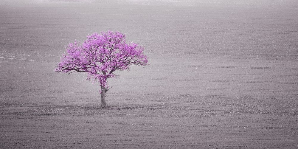 Single tree in foggy grassfield art print by Assaf Frank for $57.95 CAD
