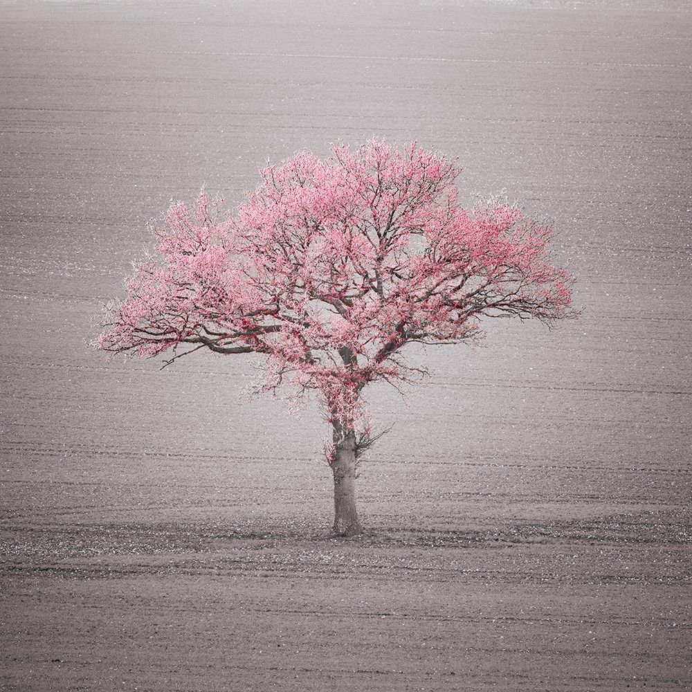 Single tree in foggy grassfield art print by Assaf Frank for $57.95 CAD