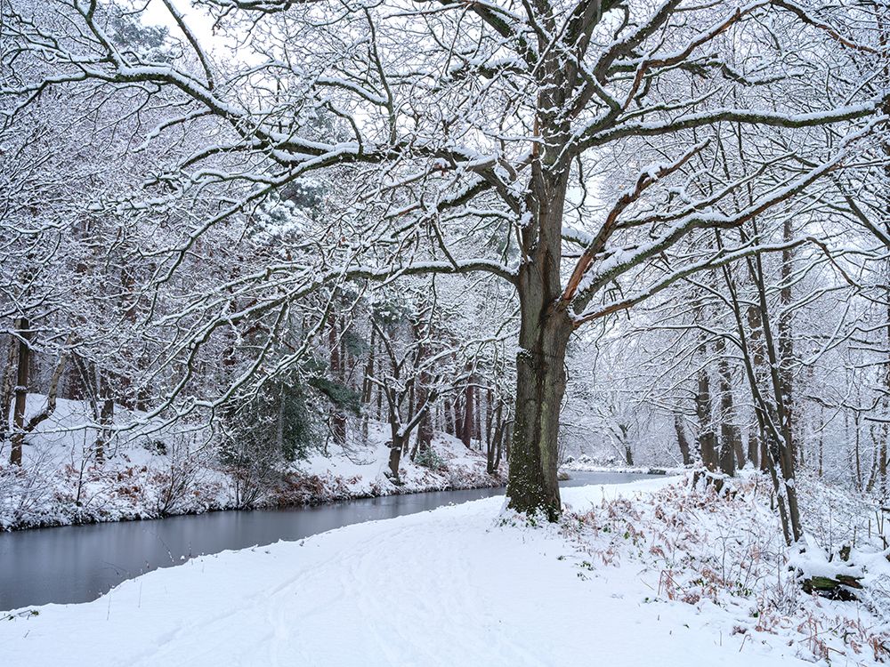 Snowy canal through forest art print by Assaf Frank for $57.95 CAD