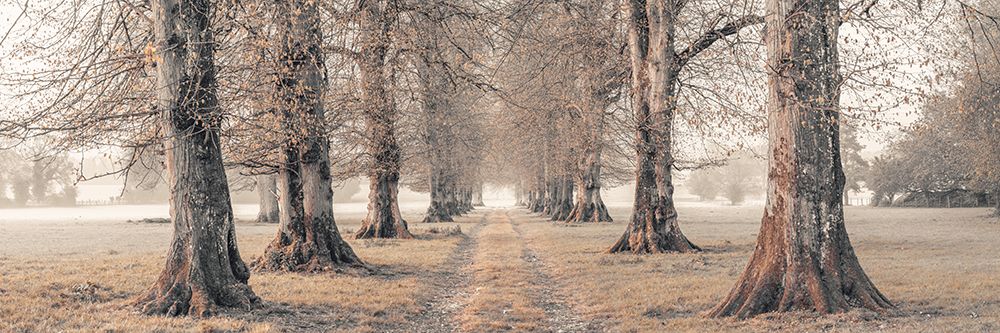 Avenue of trees art print by Assaf Frank for $57.95 CAD