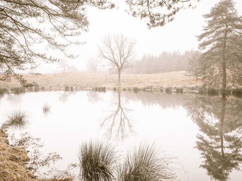 Misty trees around a lake art print by Assaf Frank for $57.95 CAD