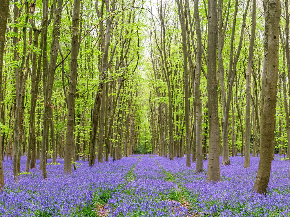 Bluebell wood path art print by Assaf Frank for $57.95 CAD