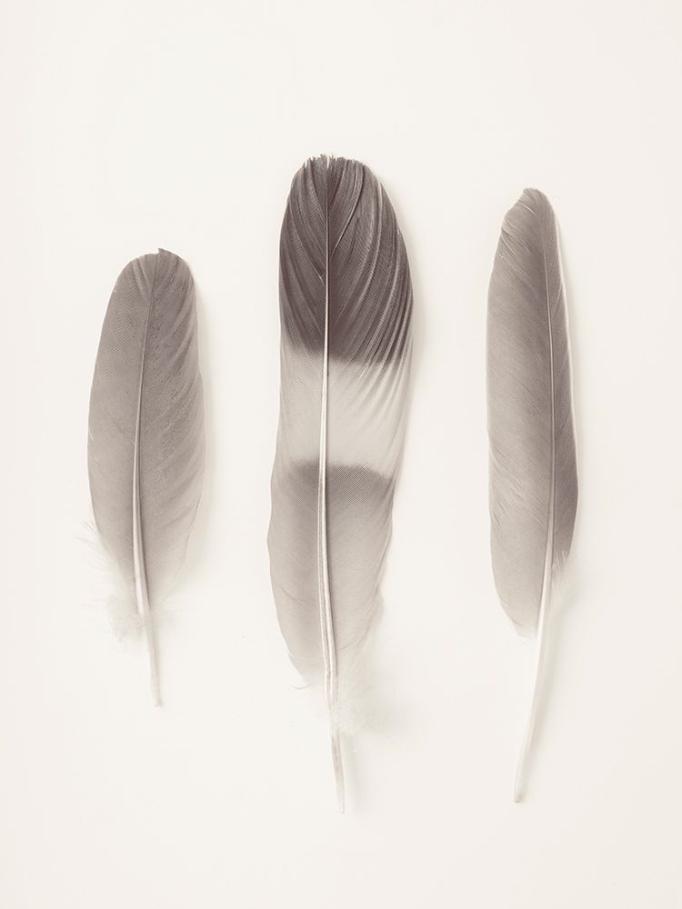 Three feathers on white background art print by Assaf Frank for $57.95 CAD