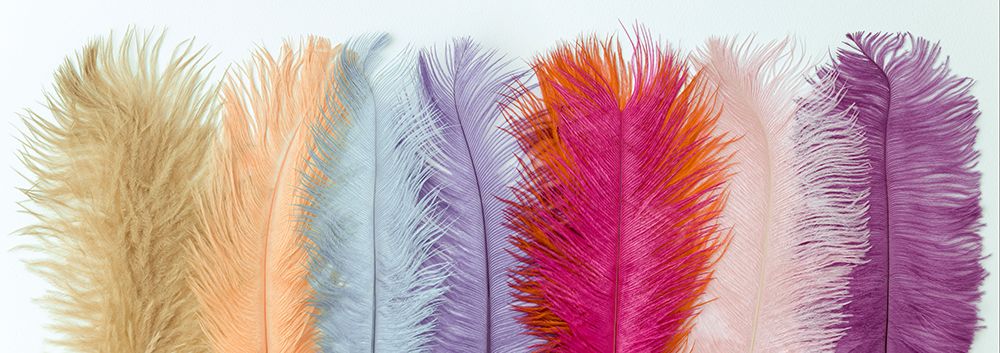 Array of soft multi-coloured pastel Ostrich feathers art print by Assaf Frank for $57.95 CAD